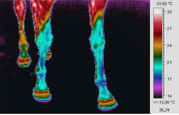 Thermografie Paard