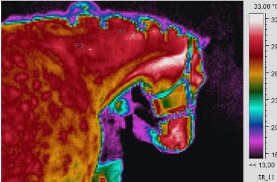 Thermografie Paard